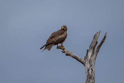 Low angle view of eagle perching on branch against sky