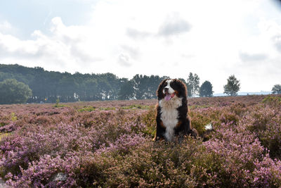 Dog sitting on field against sky