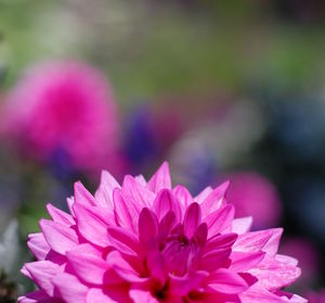 Close-up of pink flower