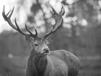 Close-up portrait of deer