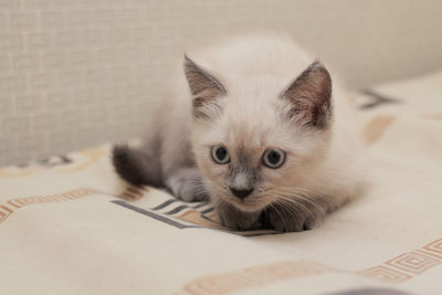 Portrait of cat on bed