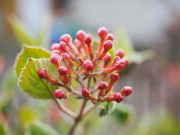 Close-up of red flowering plant