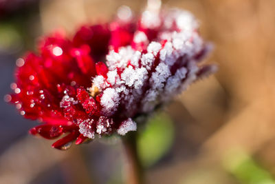 Close-up of red flower against blurred background