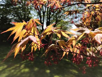 Close-up of red maple leaves on tree