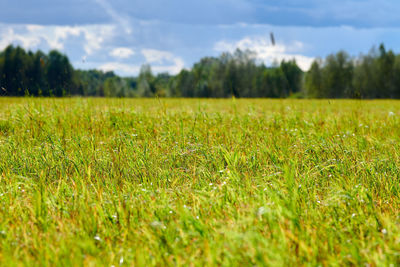 Green grass, meadow field, forest background. summer landscape pasture cattle. beautiful grass