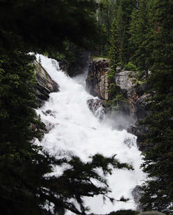 Low angle view of waterfall in forest