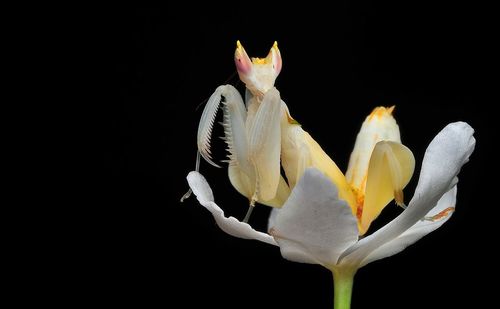 Close-up of white flower against black background