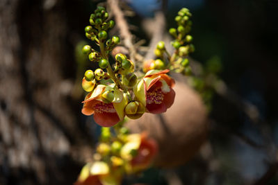 Close-up of red berries on plant