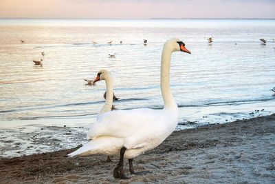 Swan standing on sea shore at sunrise