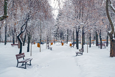 Trees on snow covered landscape during winter