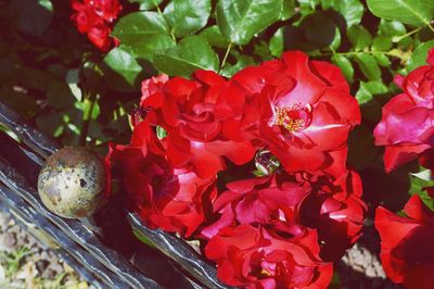 Close-up of red flowering plant