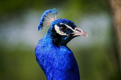 Close-up of peacock