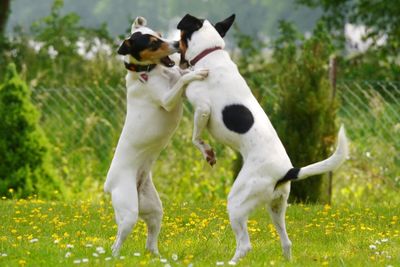 Ratonero bodeguero andaluz dogs fighting on field