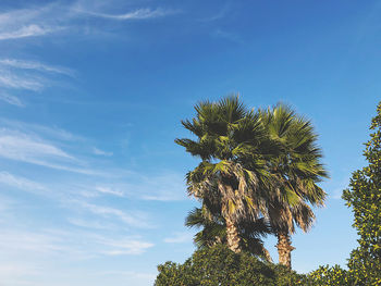 Low angle view of palm tree against blue sky