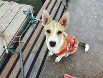 High angle portrait of dog sitting outdoors