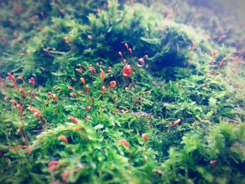 Close-up of plants