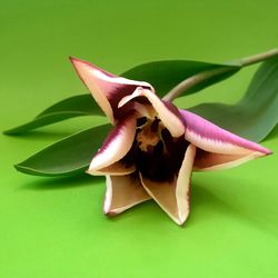 High angle view of red flower on green leaf