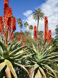 Close-up of plants against sky