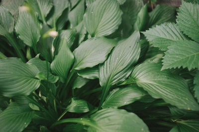 Full frame shot of fresh green leaves