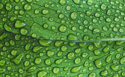 Full frame shot of raindrops on leaf