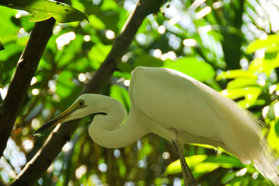 Close-up of bird perching on a tree