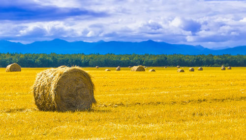The big round bales of straw in the meadow. selective focus