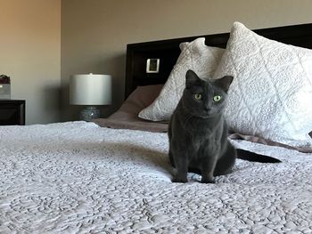 Cat sitting on rug at home