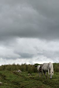 Sheep grazing in a field