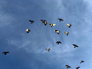 Low angle view of birds flying in sky