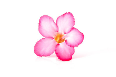 Close-up of pink flower against white background