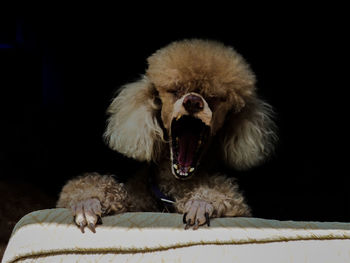 Close-up of dog yawning against black background