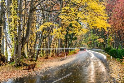 Road amidst trees in forest during autumn