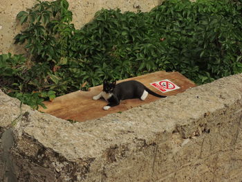 Cat by plants