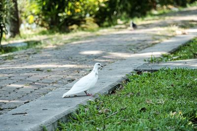 Bird on a field