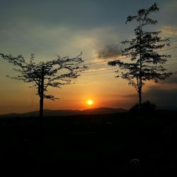 Silhouette tree against sky during sunset