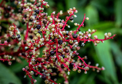 Close-up of red flowers on tree