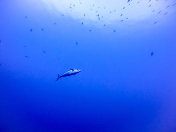 People swimming in sea