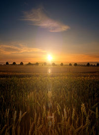 Scenic view of agricultural field against sky during sunset