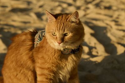 Domestic ginger cat on the beach in okinawa, japan.