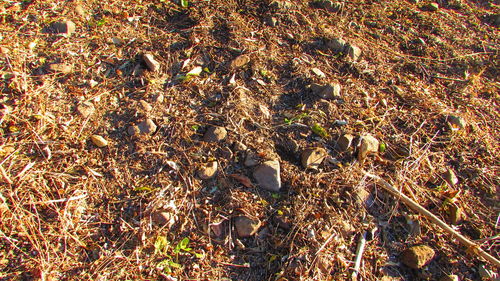 Full frame shot of plants