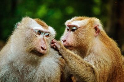 Close-up of monkeys sitting outdoors