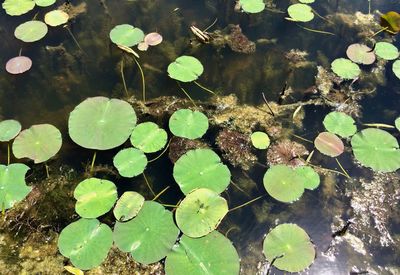High angle view of leaves floating on lake
