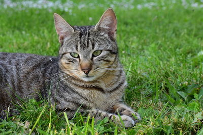 Portrait of a cat on field