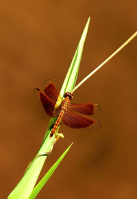 Beautiful brown dragonfly on a brown background. phuket, thailand.