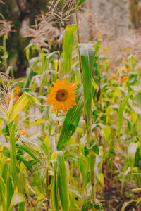 Close-up of yellow flowering plant on field