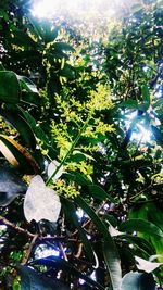 Leaves growing on tree