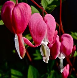 Close-up of pink flowers