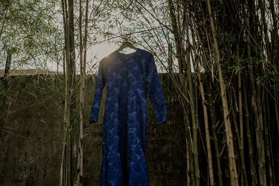 Low angle view of bamboo hanging from tree