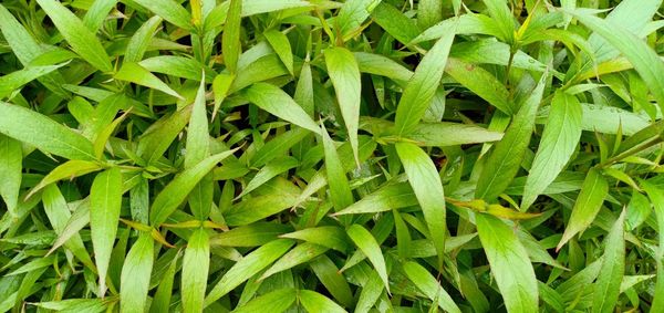 Full frame shot of green plants