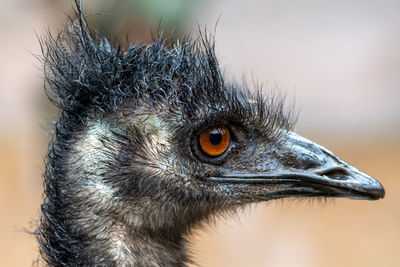 Head shot of an emu 